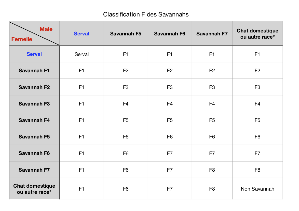 Classification Club Du Chat Savannah