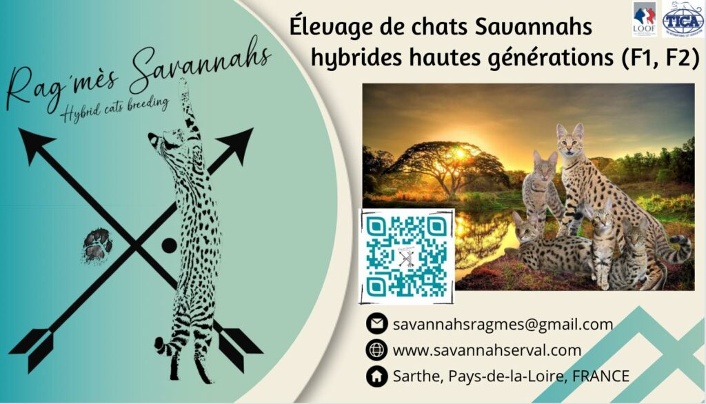 Ragmes Savannah